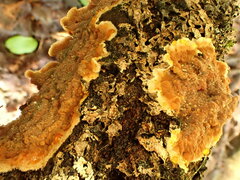 Punctularia strigosozonata
