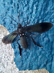 Macrocneme leucostigma