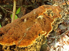 Punctularia strigosozonata