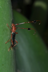 Compsocerus