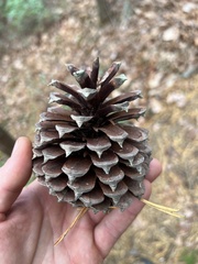 Pinus pungens