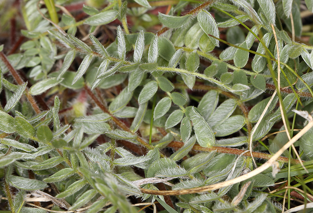 Oxytropis deflexa var. sericea