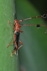 Compsocerus