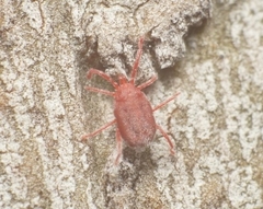 Balaustium