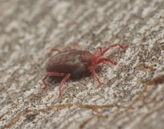 Balaustium