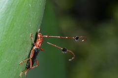 Compsocerus