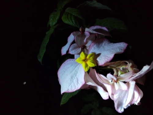 Mussaenda philippica