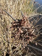 Schoenoplectus californicus