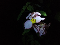 Mussaenda philippica