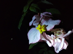 Mussaenda philippica