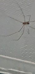 Pholcus phalangioides