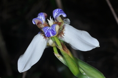 Trimezia gracilis
