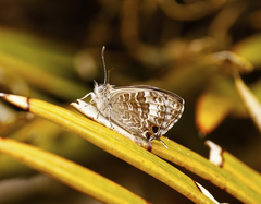 Theclinesthes onycha