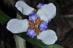 Trimezia gracilis
