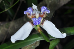 Trimezia gracilis