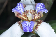 Trimezia gracilis