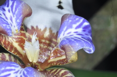 Trimezia gracilis