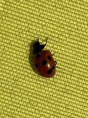 Coccinella undecimpunctata