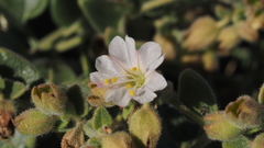 Mirabilis laevis retrorsa