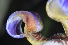 Trimezia gracilis