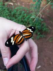Heliconiini