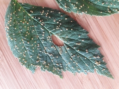 Phragmidium rubi-idaei