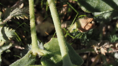 Mirabilis laevis retrorsa