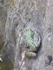 Lithobates clamitans image