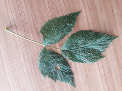 Phragmidium rubi-idaei