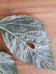 Phragmidium rubi-idaei