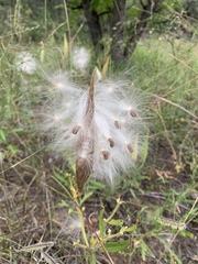 Asclepias tuberosa interior