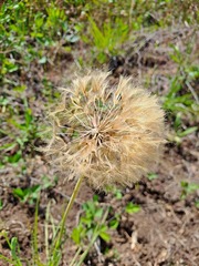 Tragopogon porrifolius