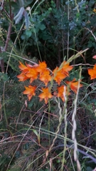 Alstroemeria ligtu