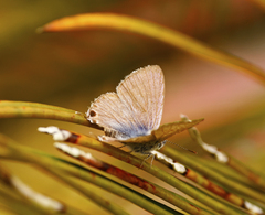 Theclinesthes onycha