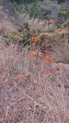 Alstroemeria ligtu