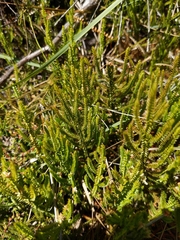 Selaginella uliginosa