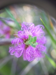 Melaleuca thymifolia