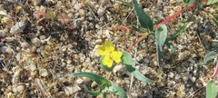 Camissoniopsis ignota