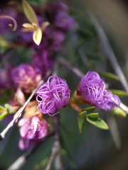 Melaleuca thymifolia