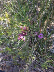 Melaleuca thymifolia