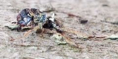 Ophiocordyceps unilateralis