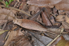 Eneoptera surinamensis