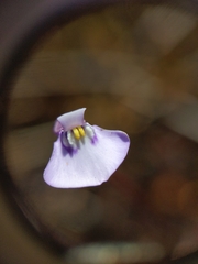Utricularia uniflora