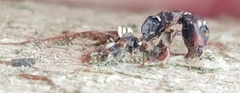 Ophiocordyceps unilateralis