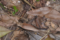 Eneoptera surinamensis