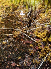 Utricularia uniflora