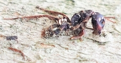 Ophiocordyceps unilateralis