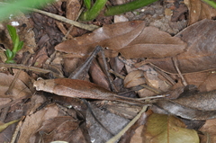 Eneoptera surinamensis