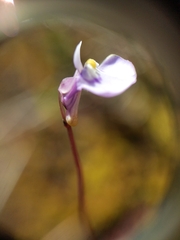 Utricularia uniflora