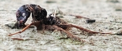 Ophiocordyceps unilateralis
